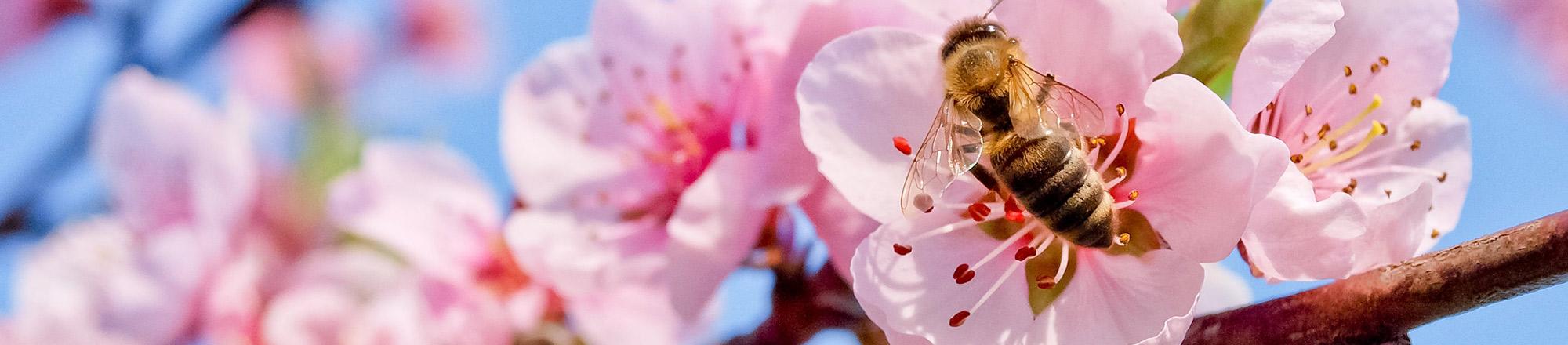 Bijen in de tuin en bijvriendelijke planten