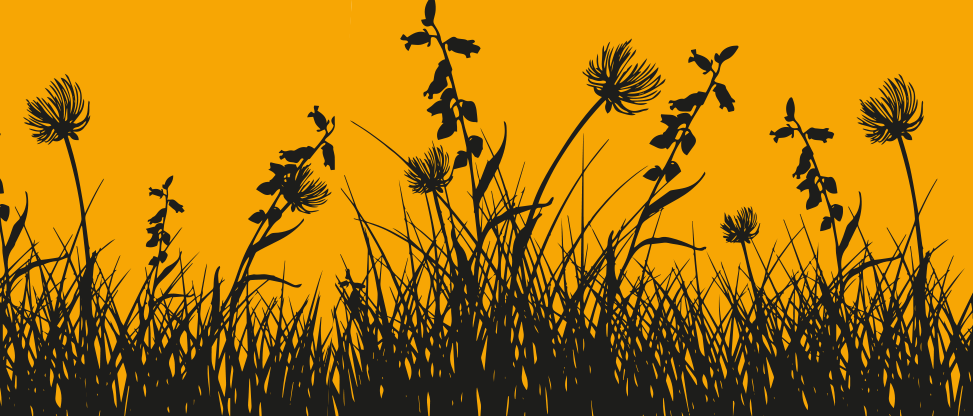 Zo makkelijk en mooi is biodiversiteit