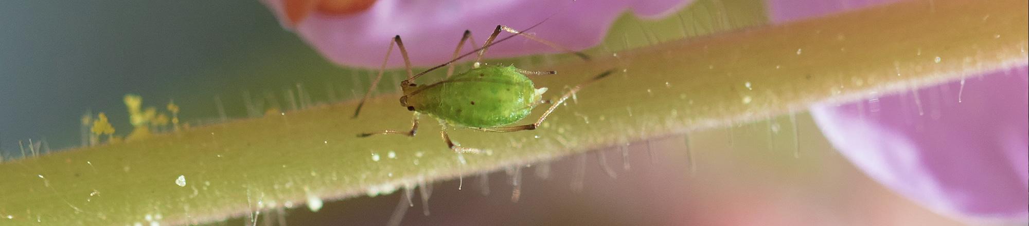 Bladluis bestrijden? Weg met die beestjes op je plant
