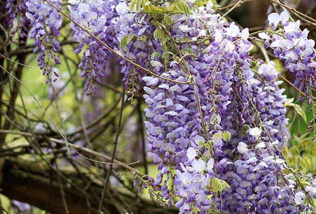 Blauwe regen (Wisteria)