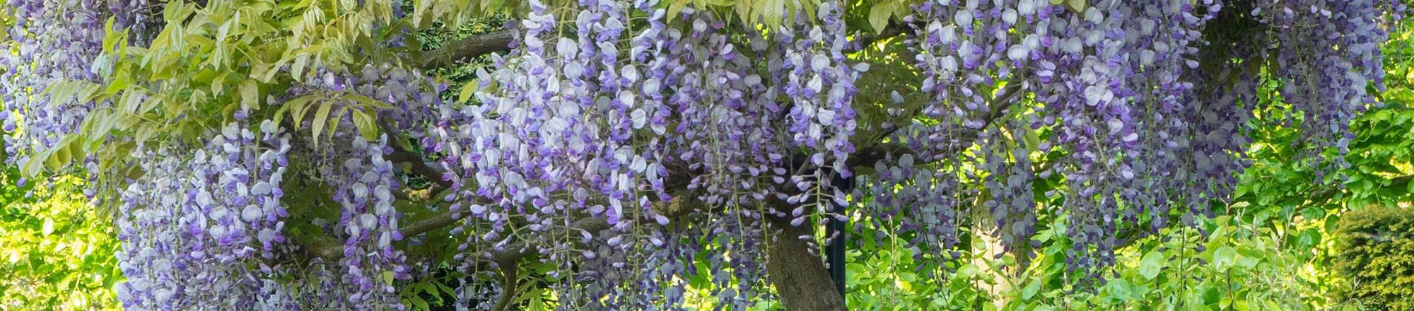 Blauwe regen (Wisteria) in bloei