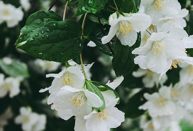 Boerenjasmijn (Philadelphus)