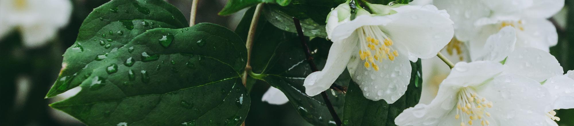 Boerenjasmijn (Philadelphus)