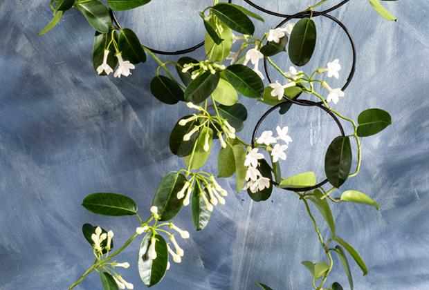 Stephanotis floribunda (bruidsbloem) 