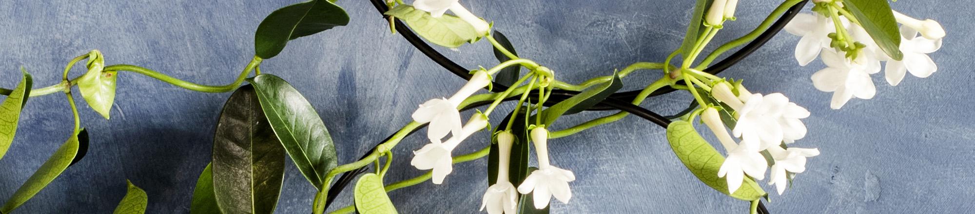 Stephanotis floribunda (bruidsbloem) 