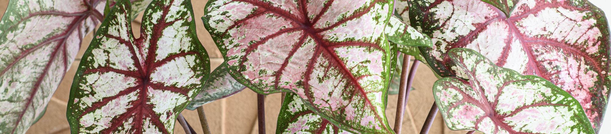 Caladium