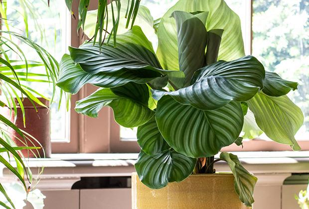 Calathea