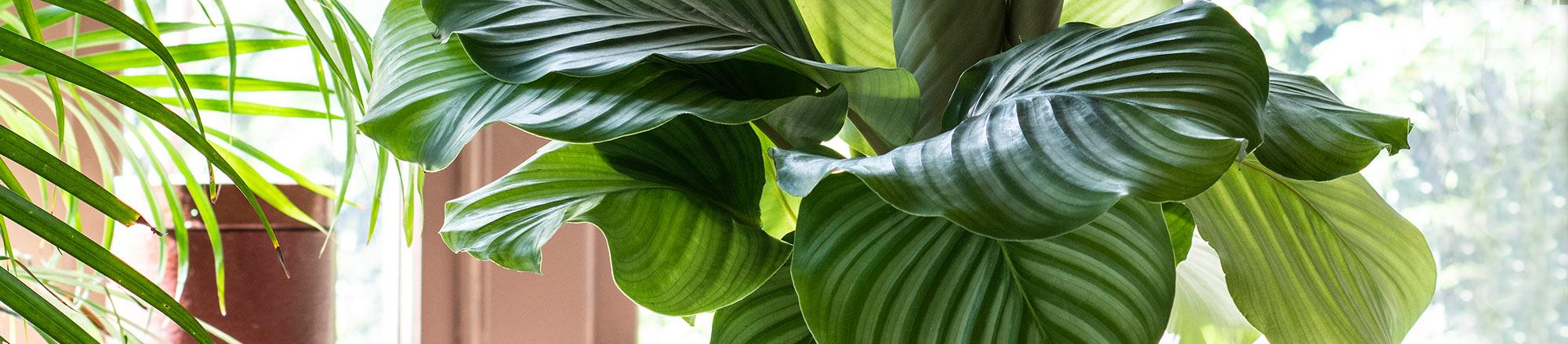 Calathea