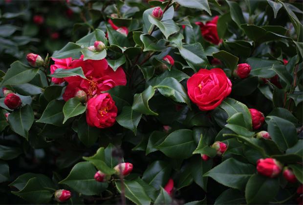 Camelia (Japanse roos) 