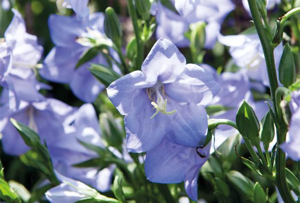 Campanula (klokjesbloem) 