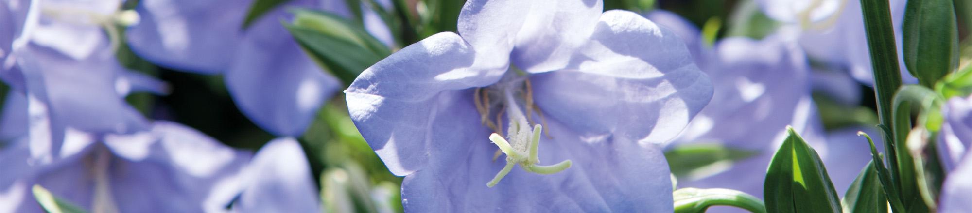 Campanula (klokjesbloem) 