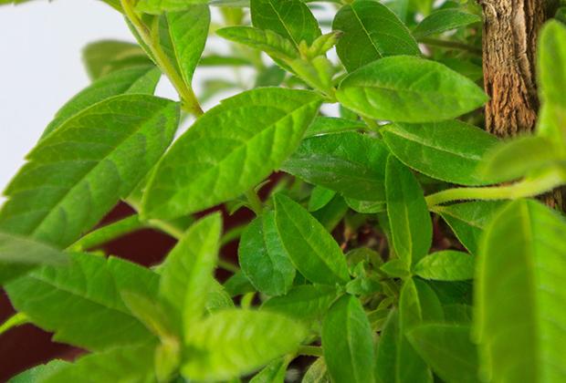 Citroenverbena (Aloysia triphylla)