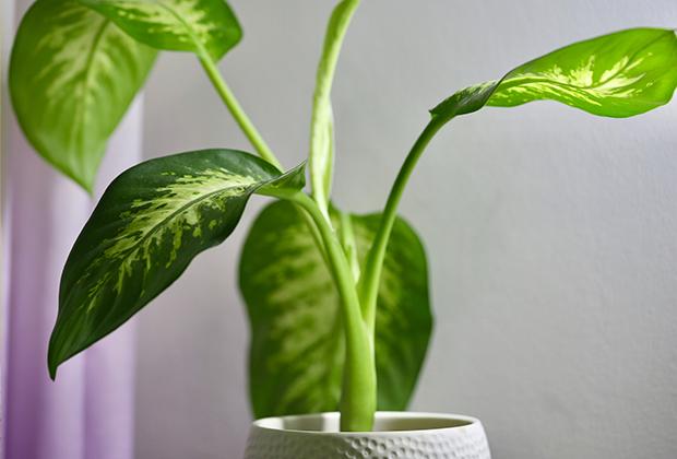 Dieffenbachia