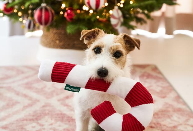 8 tips voor een diervriendelijke kerst