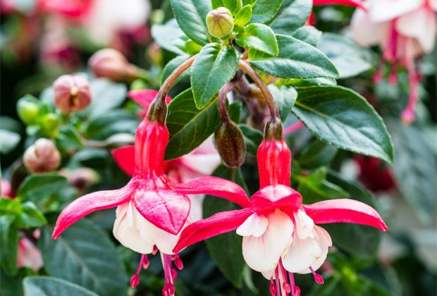 Fuchsia (bellenplant) 