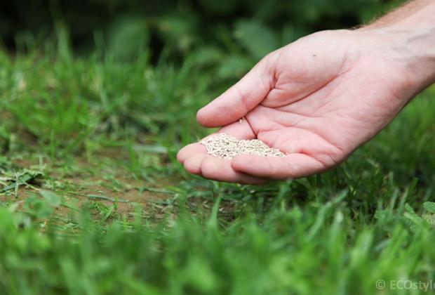 Gras zaaien met graszaad