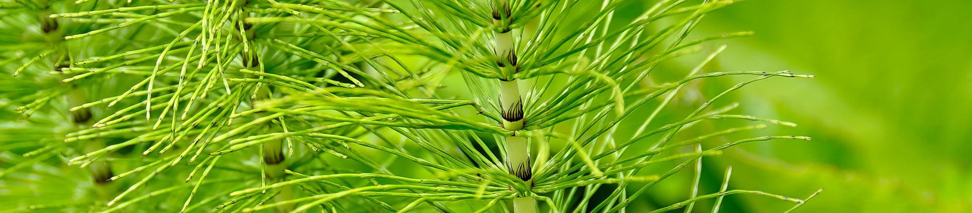 Heermoes (Equisetum arvense)