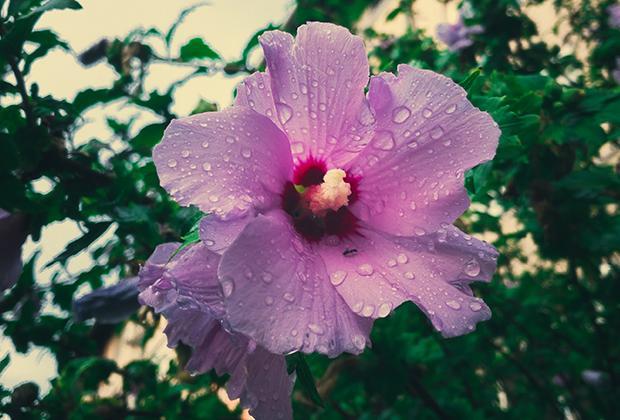 Hibiscus snoeien