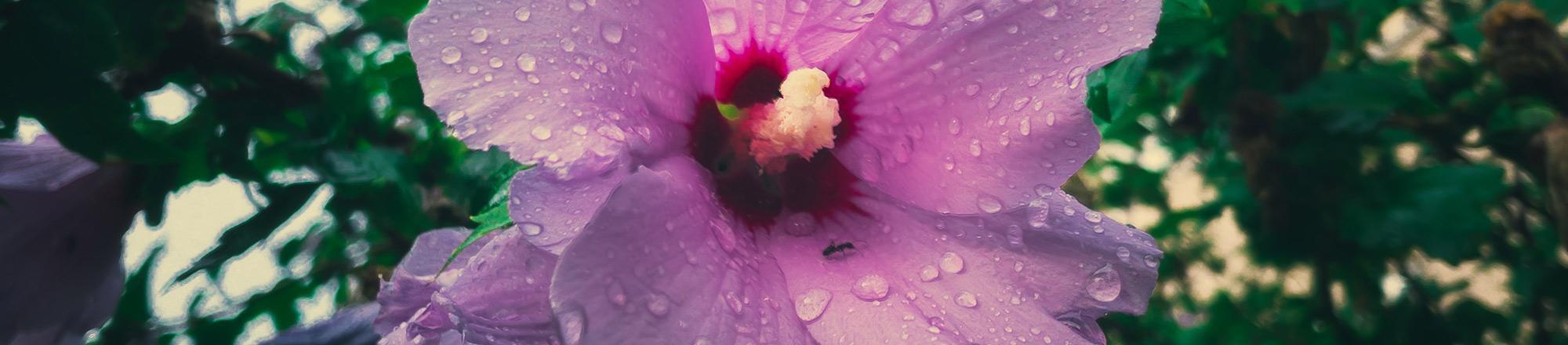 Hibiscus snoeien