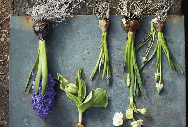 Hoe moet ik bloembollen planten?