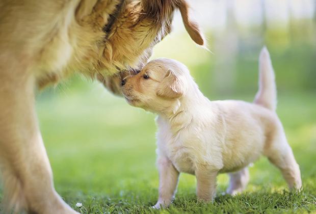 De 10 belangrijkste tips bij het kopen van een hond