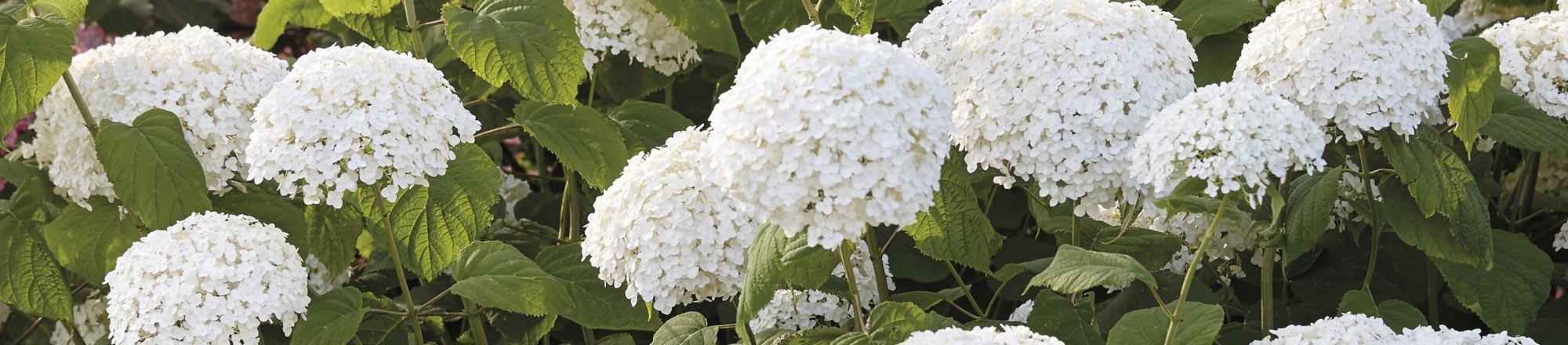 Hortensia (Hydrangea arborescens 'Strong Annabelle'