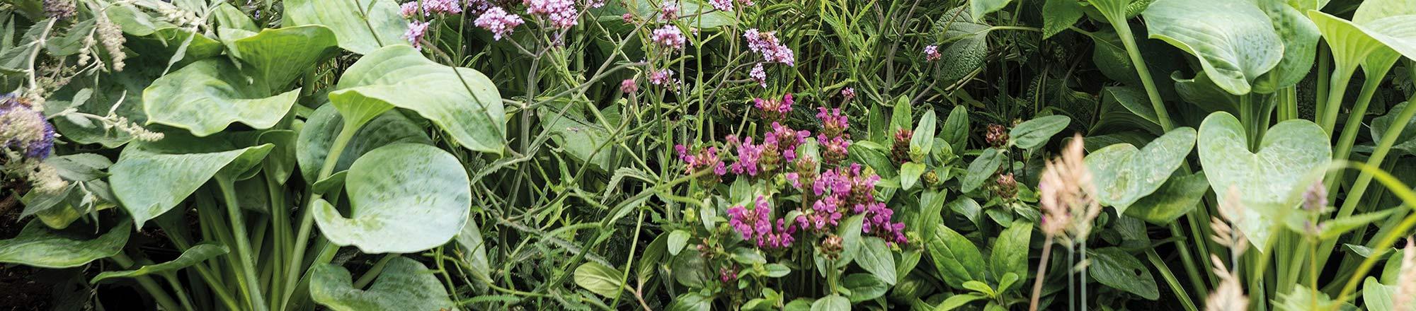 Leg een insectenlokkende tuin border aan