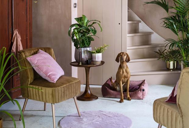 Kies de krabpaal of hondenmand die perfect past bij jouw interieur