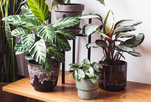 Top 10 kamerplanten: de mooiste planten –