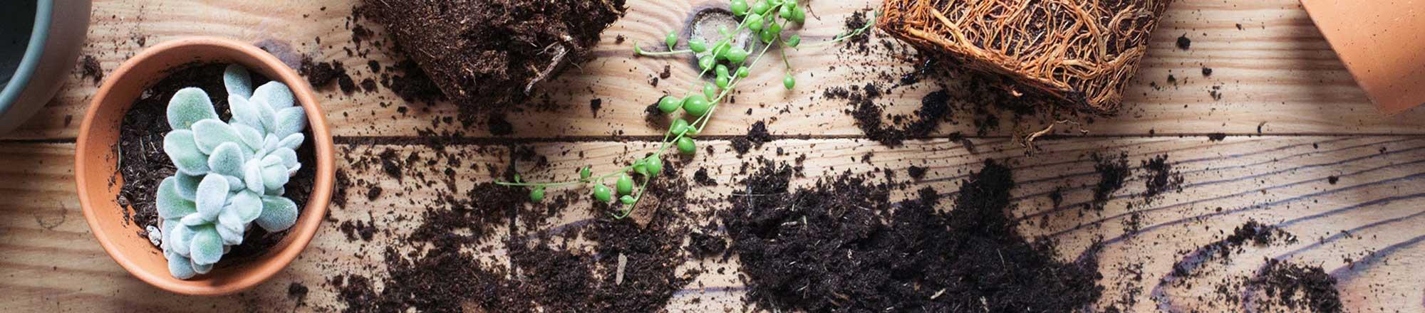 Hoe verpot je kamerplanten