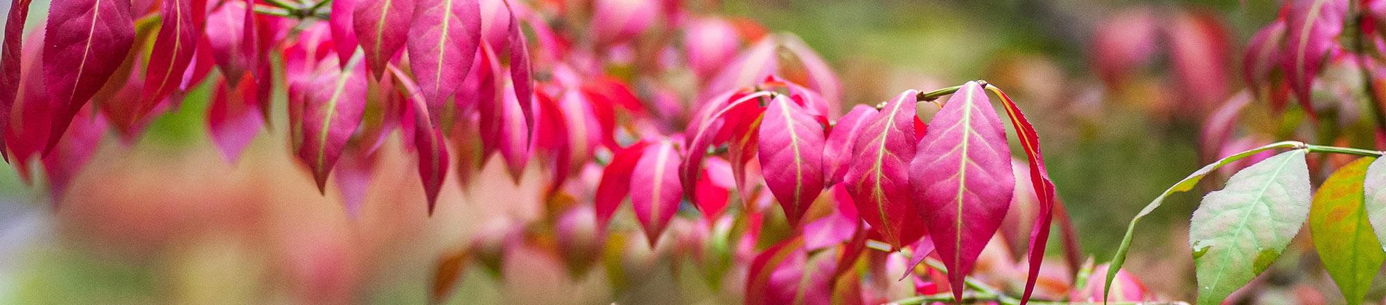 Kardinaalsmuts (Euonymus)