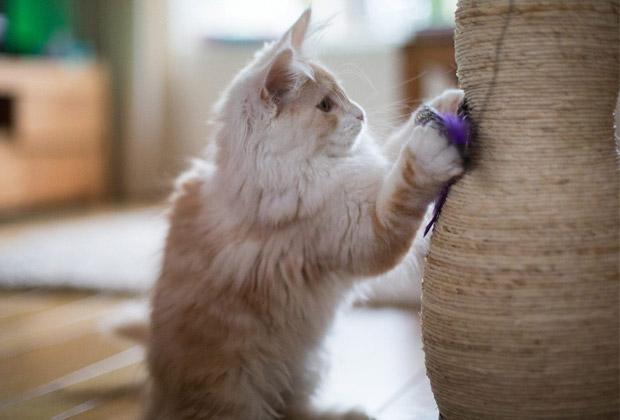 Help, mijn kat krabt aan de bank