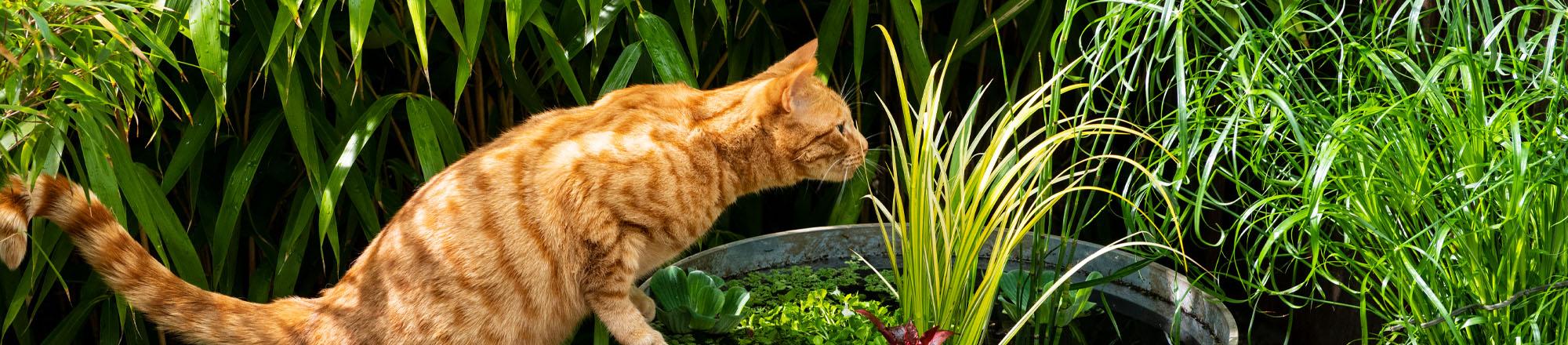 Biologische dierenvoeding; samen gaan we voor groen!