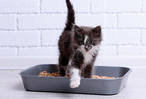 Kattenbak en kattenbakvulling kiezen voor je kat