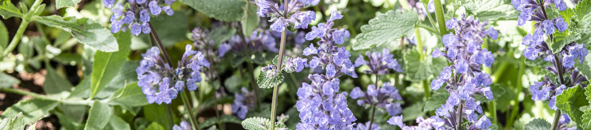 Kattenkruid (Nepeta)