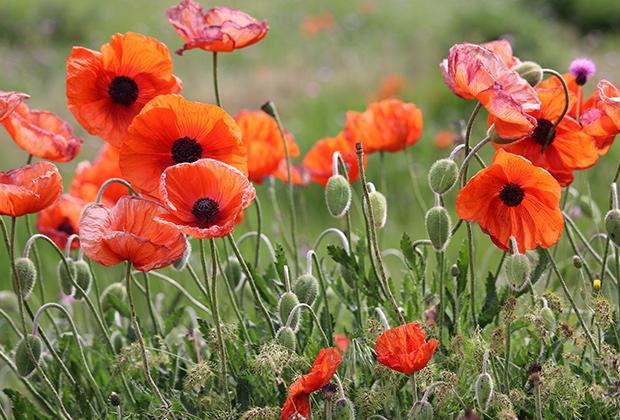 Klaproos (Papaver)