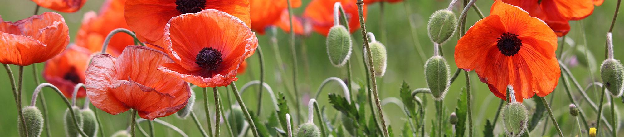 Klaproos (Papaver)