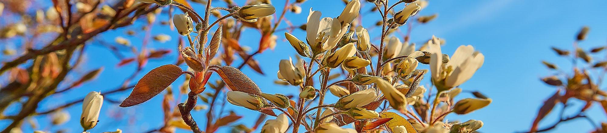 Krentenboom (Amelanchier lamarckii)