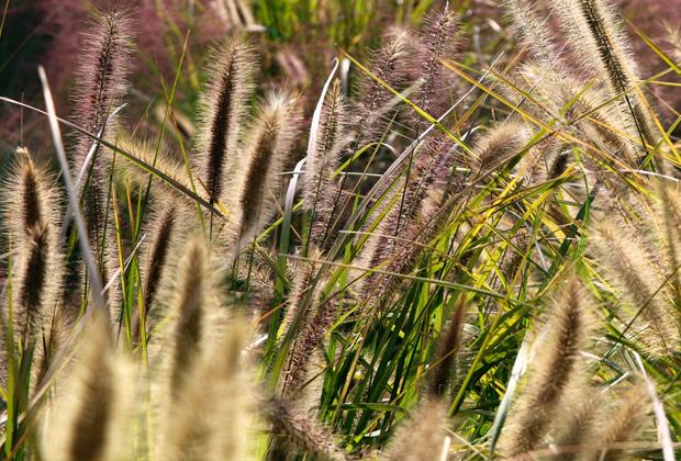 Lampenpoetsersgras (Pennisetum)