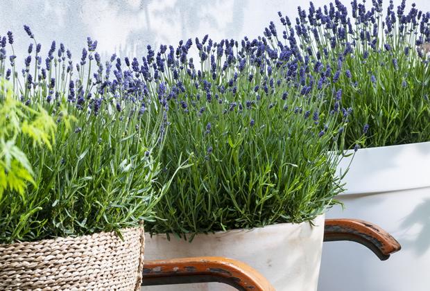 Lavendel (Lavandula)