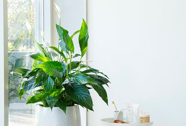 Lepelplant (Spathiphyllum)