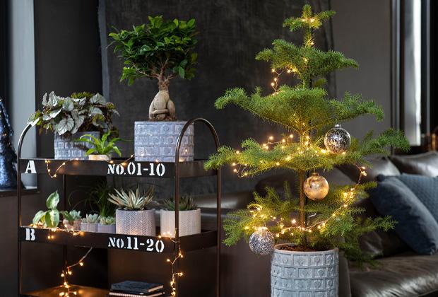 Kamerplant als kerstboom