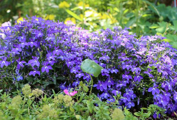 Lobelia
