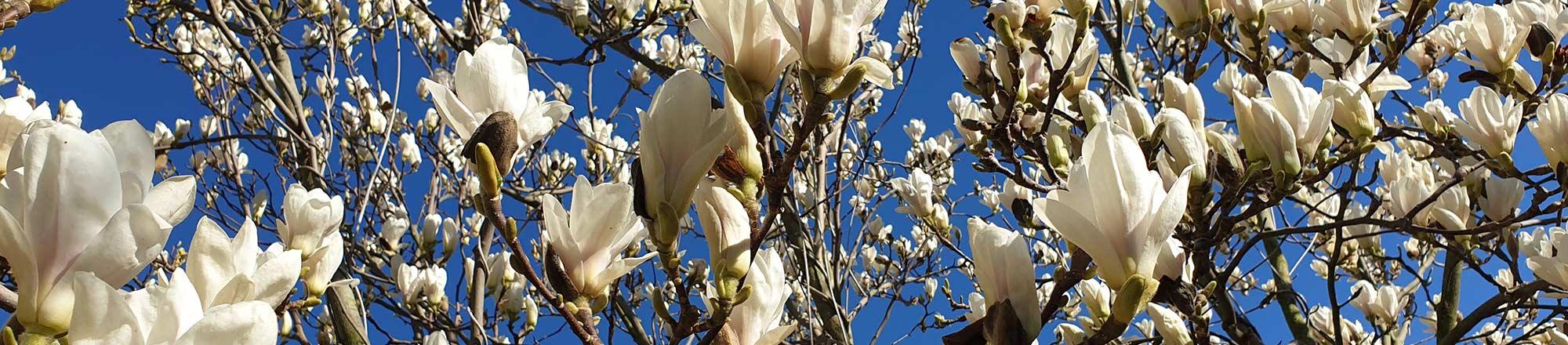Magnolia (Beverboom)