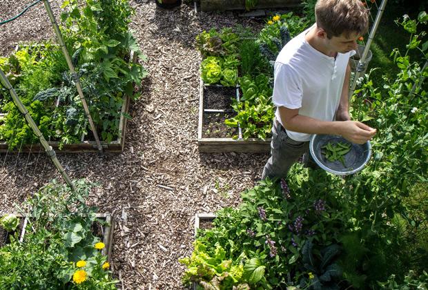 schoonmaken Ruimteschip doe alstublieft niet Kleine moestuin op balkon of terras aanleggen – Intratuin