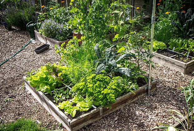 Wat is een Makkelijke Moestuin?