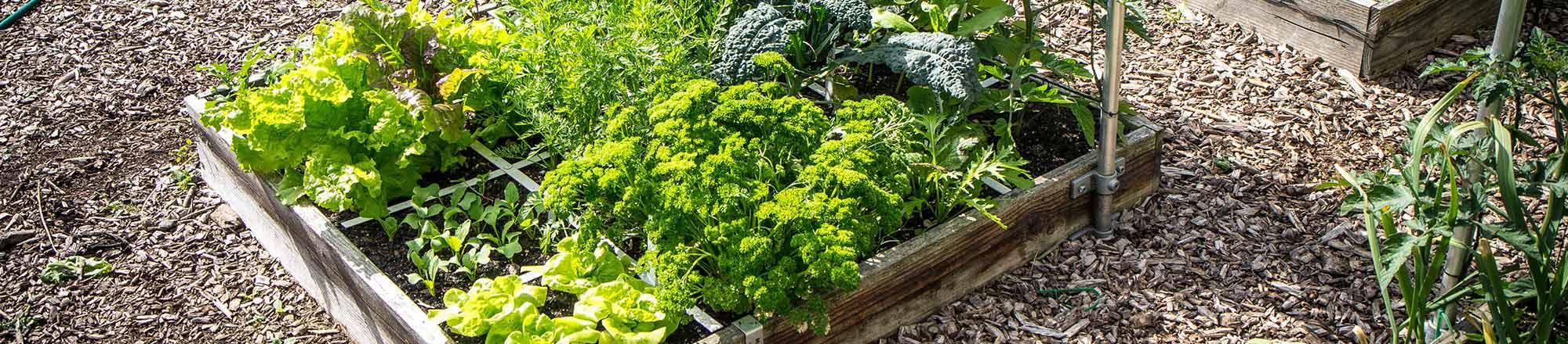 Wat is een Makkelijke Moestuin?