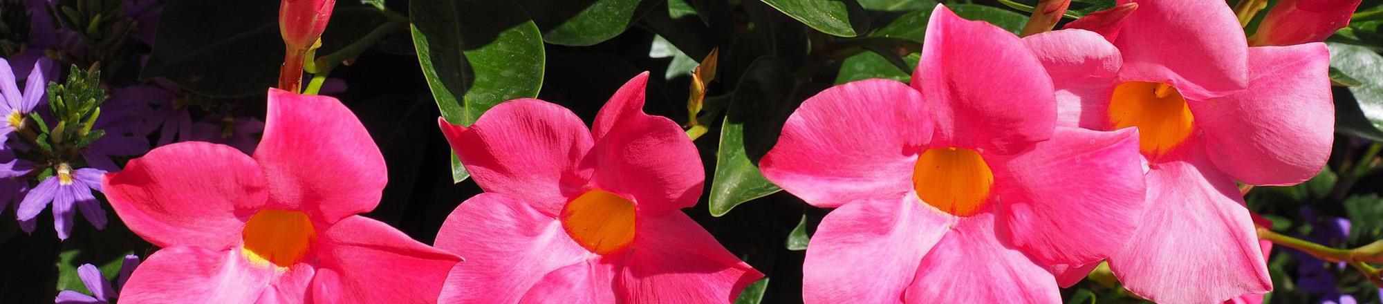 Mandevilla (Dipladenia) 