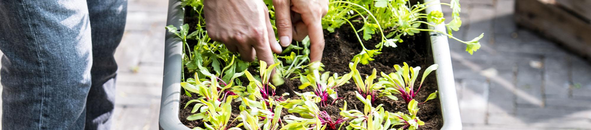 Moestuin beginnen? Aanleggen, planten & bemesten