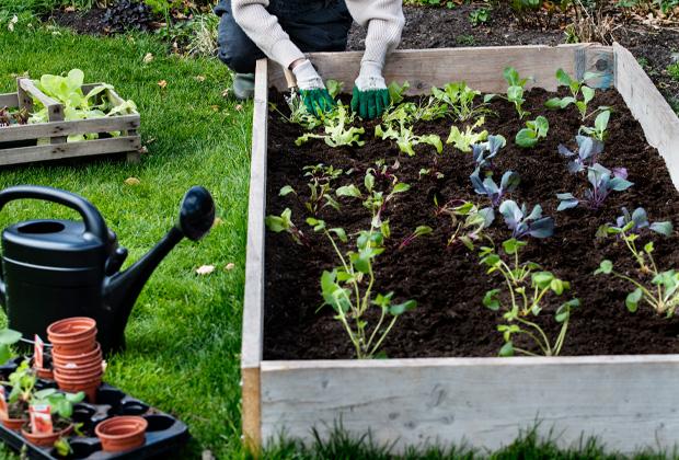 Moestuin beginnen? Aanleggen, planten & bemesten